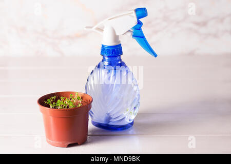 Keimlinge von vergissmeinnicht Blume in einem Kunststoffbehälter mit Feldspritze Stockfoto