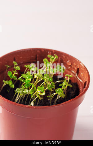Keimlinge von vergissmeinnicht Blume in einem Kunststoffbehälter mit Wassertropfen Stockfoto