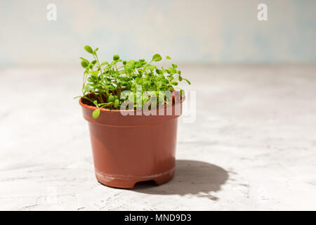 Keimlinge von vergissmeinnicht Blume in einem Kunststoffbehälter Stockfoto