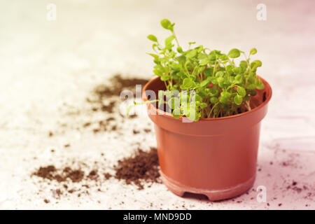 Keimlinge von vergissmeinnicht Blume in einem Kunststoffbehälter Stockfoto