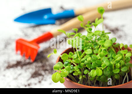 Keimlinge von vergissmeinnicht Blume in einem Kunststoffbehälter und Gartengeräte Stockfoto