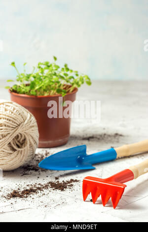 Keimlinge von vergissmeinnicht Blume in einem Kunststoffbehälter und Gartengeräte Stockfoto
