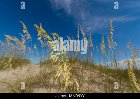 Sea Oats auf den Sanddünen in Tybee Island, GA Stockfoto