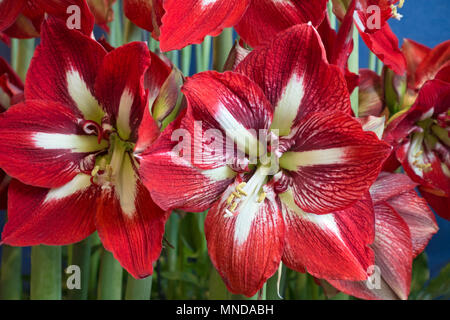 Rot-weiße Amaryllis Blüten schließen hippeastrum England UK Vereinigtes Königreich GB Großbritannien Stockfoto