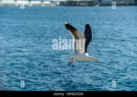 Möwe im Flug - eine Möwe fliegen tief über das Wasser in der Bucht von San Diego, Coronado Bridge im Hintergrund. San Diego, Kalifornien, USA. Stockfoto