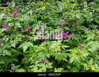 Lavendel oder Kanarischen cranesbill Geranium canariense Teppich den feuchten Laurisilva Cloud forest in der Nationalpark Garajonay auf La Gomera Kanarische Inseln Stockfoto