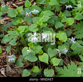 Blasse Form von Commn Dog Violet Viola riviniana, die in einem Somerset-Holz wächst Stockfoto