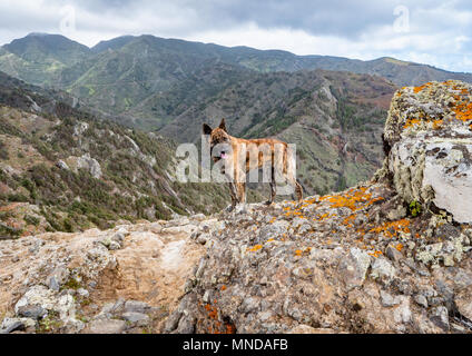 Schäferhund verwendet Herden von Ziegen hoch in den Bergen von La Gomera auf den Kanarischen Inseln zu schützen Stockfoto