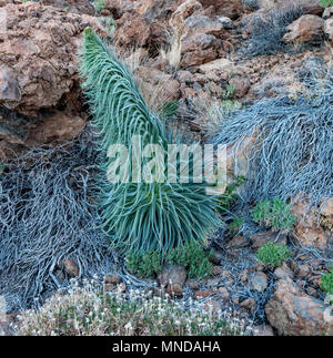 Neu Blume Spike von Echium wildpretii auf den Teide auf Teneriffa auf den Kanarischen Inseln entstanden Stockfoto