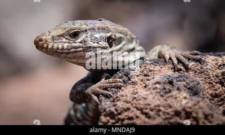 West Kanarische GALLOTIA GALLOTI Lizard spähen hinter einem Felsen auf dem Berg Guajara in den Nationalpark Teide auf Teneriffa Kanarische Inseln Stockfoto