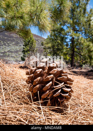 Lagerinnenring der kanarischen Kiefer Pinus canariensis auf einem Bett aus Kiefer, die Nadeln von Bäumen an den Hängen des Mount Teide auf den Kanarischen Inseln Stockfoto