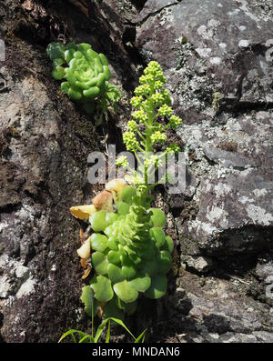 Neu gebildeten Blume spike Aeonium canariense oder Baum Hauswurz Arten mit großen, flachen Blatt Rosetten wachsen auf La Gomera Kanarische Inseln Stockfoto