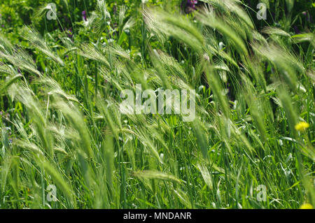 Hordeum murinum Blüte in Sardinien Stockfoto