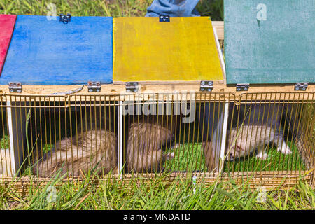 Frettchen in Käfige bereit für Frettchen Racing im Hampshire Spiel & Country Fair, netley Marsh, Hampshire Großbritannien im Mai Stockfoto