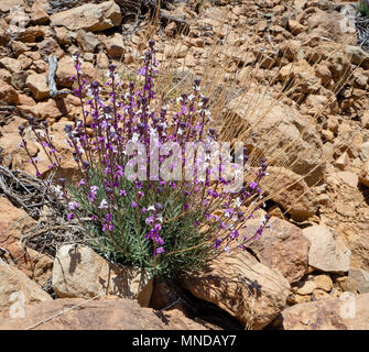 Teide Mauerblümchen Erysimum scoparium wachsende innerhalb der Las Canadas Caldera des Teide auf Teneriffa auf den Kanarischen Inseln Stockfoto