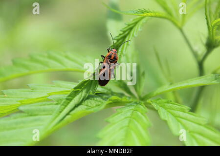 Nahaufnahme eines Insekts auf Cannabisblättern im Garten. Stockfoto