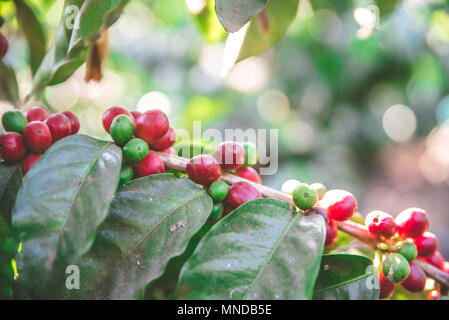 Rote Bohnen am Baum reifen und reifen Kaffeebohnen in der Erntezeit Stockfoto