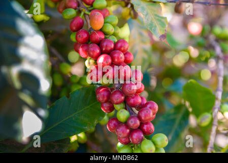 Rote Bohnen am Baum reifen und reifen Kaffeebohnen in der Erntezeit Stockfoto