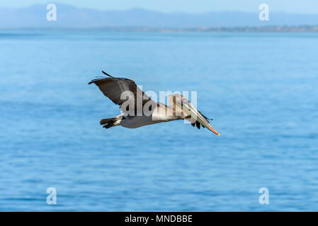 Pelikan im Flug - eine Braune Pelikan über Blue Ocean in der La Jolla Cove, San Diego, Kalifornien, USA fliegen. Stockfoto