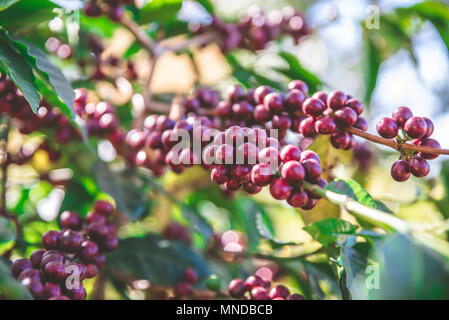 Rote Bohnen am Baum reifen und reifen Kaffeebohnen in der Erntezeit Stockfoto