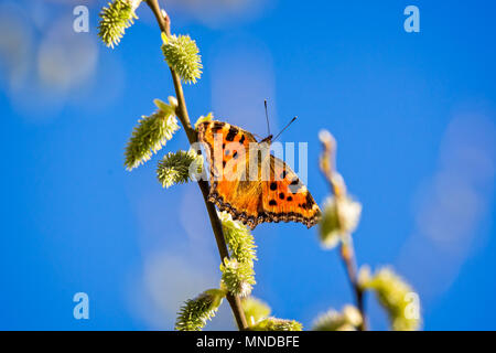 Schildpatt Schmetterling auf Zweig vor blauem Himmel Stockfoto