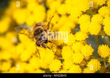 In der Nähe der Fliege auf die leuchtend gelben Blumen thront Stockfoto