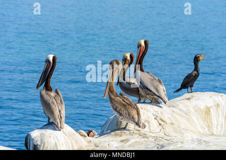 Winter braune Pelikane - Braune Pelikane, alle in bunten Winter Zucht Gefieder, und einen schwarzen Brandt Kormoran steht auf einer Klippe am Meer. Stockfoto