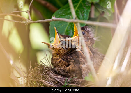 Paar baby Amseln im Nest mit Schnäbel weit offen Stockfoto