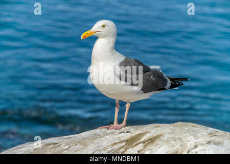 Ständigen Seagull - Vorderansicht einer Möwe, stehend auf einem Felsen am Meer. La Jolla Cove, San Diego, CA, USA. Stockfoto