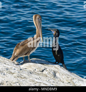 Was ist los - ein Brauner Pelikan und ein Brandt Kormoran, mit blauen Hals Patch während der Brutzeit gezeigt, mit einem freundlich auf einer Felsenklippe chatten. Stockfoto