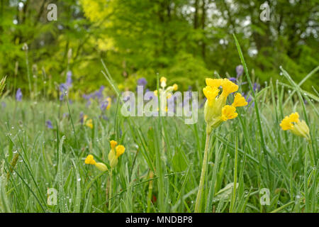 Cowslips und Glockenblumen wächst wild in Monmouthshire, Wales. Stockfoto