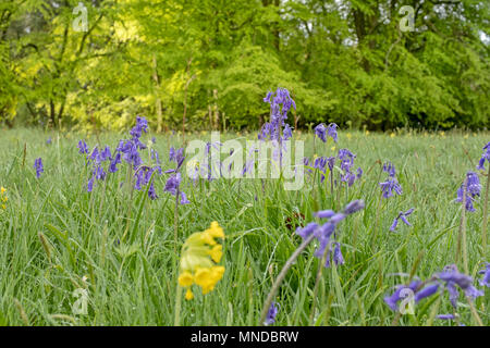 Bluebells und Cowslips wild wachsen in Monmouthshire, Wales. Stockfoto