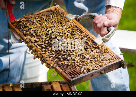 Imker hält eine Bienenstöcke Rahmen für die Inspektion. Stockfoto