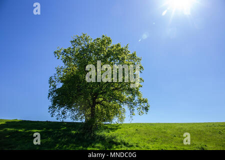 Eiche Baum im Feld mit tiefen blauen Himmel in Cheshire UK Stockfoto