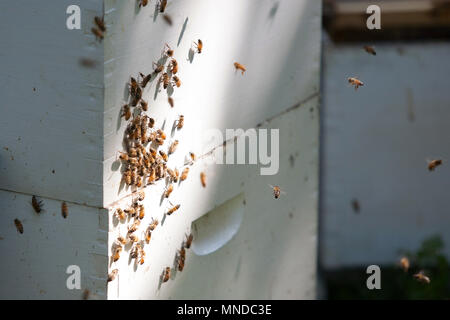 Holz- Bienenstock mit Bienen um es Schwärmen Stockfoto