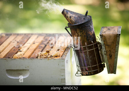 Beschlagen Raucher Werkzeug Imker Bienen weg von Hive halten Stockfoto