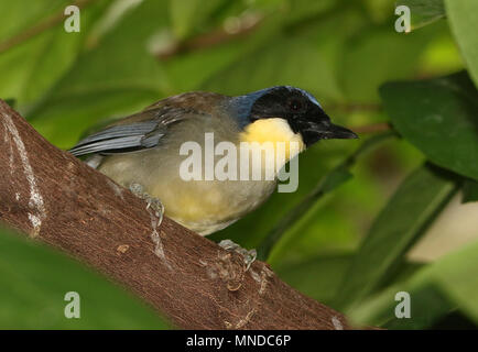 Chinesische Blue - gekrönte laughingthrush's alias Courtois laughingbird (Garrulax courtoisi, Dryonastes courtoisi) in Nahaufnahme in einem Baum Stockfoto