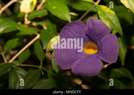 Bush Clockvine (Thunbergia erecta) Stockfoto