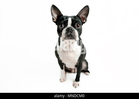 Boston Terrier Hund sitzend Stockfoto