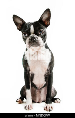 Boston Terrier Hund sitzend Stockfoto
