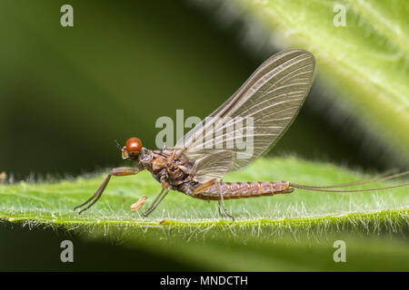 Subimago eines männlichen Mayfly (Baetis sp.) in Ruhe auf Blatt. Tipperary, Irland Stockfoto