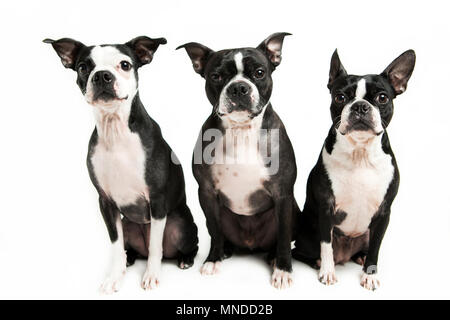 Drei Boston Terrier auf weißem Hintergrund Stockfoto