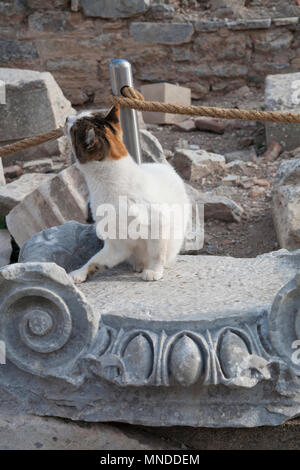 Eine süße Glückskatze macht sich komfortabel auf einem verlassenen griechischen ruinieren oder Statue Stockfoto