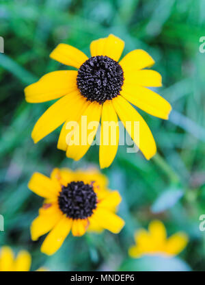 Kanapaha Botanischen Gärten in Gainesville Florida Stockfoto