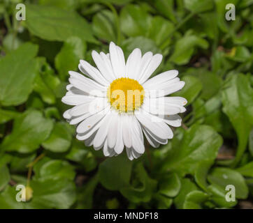 Gänseblümchen. kleine weiße Blüten mit einem gelben Mitte Stockfoto