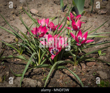 Kleine purpurrote Blüten mit weißer Mitte wachsen auf dem Boden Stockfoto