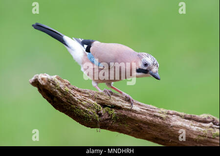 Eine eurasische Eichelhäher (Garrulus glandarius) auf der Suche nach Nahrung in Britischen Woodland Stockfoto