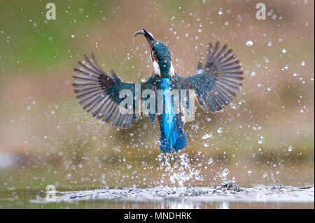 Eine Aktion der Gemeinsamen Eisvogel (Alcedo atthis), die aus dem Wasser nach dem Tauchen für Fisch in einem kleinen Pool in Großbritannien Stockfoto