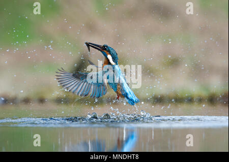 Eine Aktion der Gemeinsamen Eisvogel (Alcedo atthis), die aus dem Wasser nach dem Tauchen für Fisch in einem kleinen Pool in Großbritannien Stockfoto