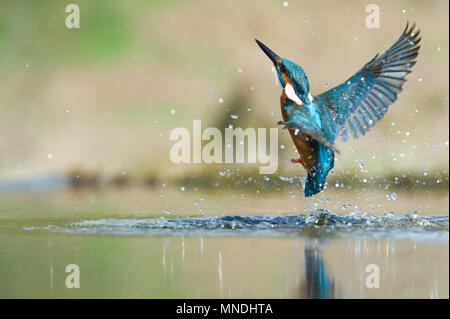 Eine Aktion der Gemeinsamen Eisvogel (Alcedo atthis), die aus dem Wasser nach dem Tauchen für Fisch in einem kleinen Pool in Großbritannien Stockfoto